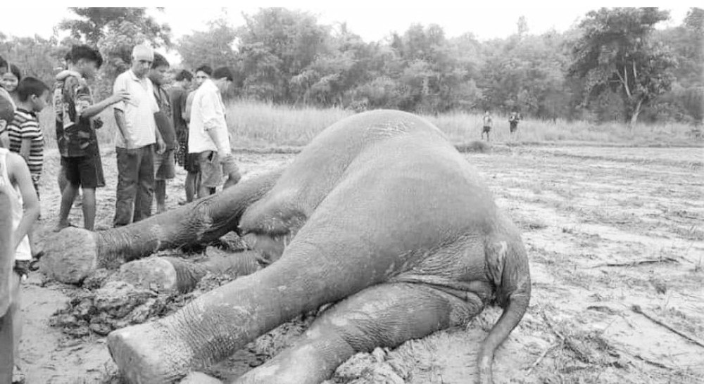 झापामा जंगली हात्ती मृत फेला