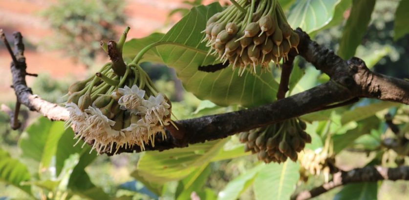 बागमती प्रदेशद्वारा चिउरी र चमेरो संरक्षण गरिने