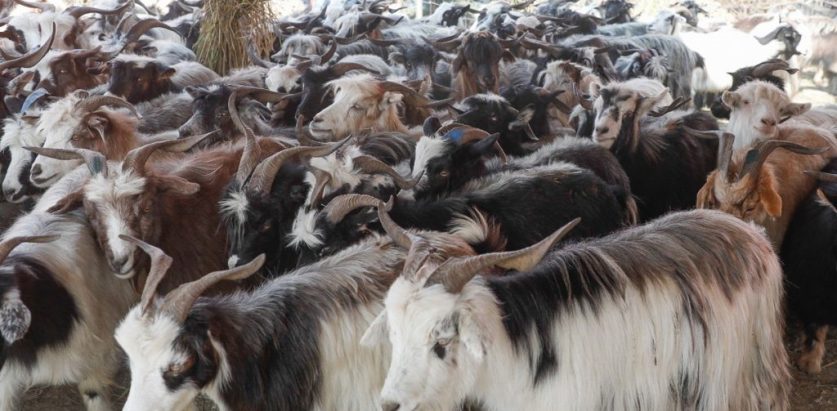 च्याङ्ग्रा बेच्न खाद्यले नै निकाल्यो लिलामीको सूचना