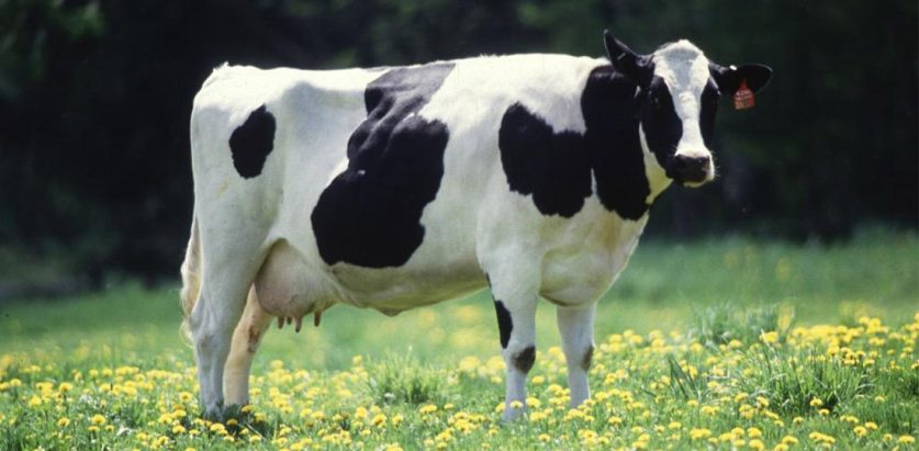 कीर्तिपुरको फार्मबाट गाई चोरी