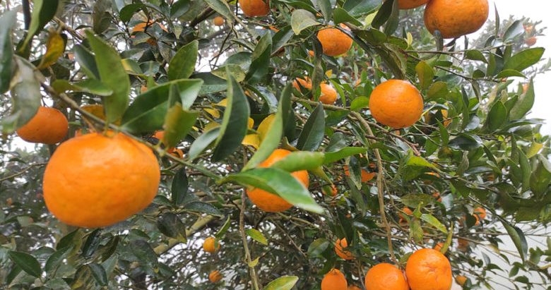 म्याग्दीको प्राधिकरणले सुन्तलाघारीको नांगो तार हटाउँदै