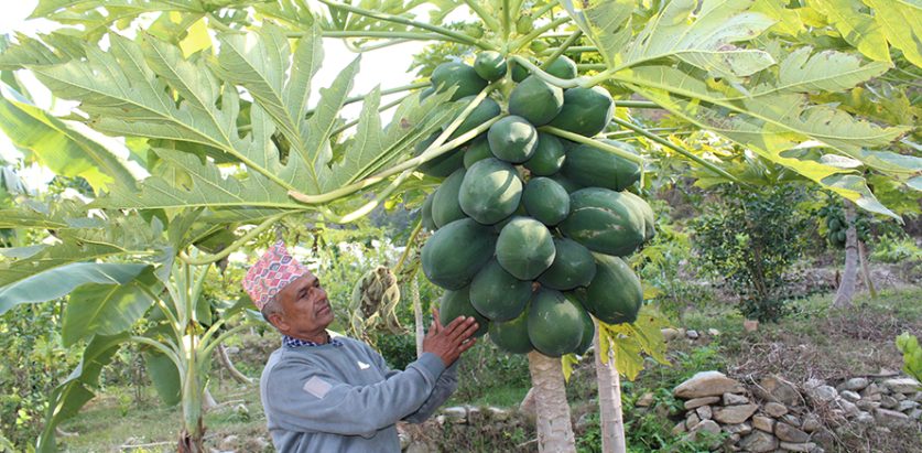 मेवा खेतीबाट मासिक डेढ लाख कमाएपछि हिरालाल आचार्य दङ्ग