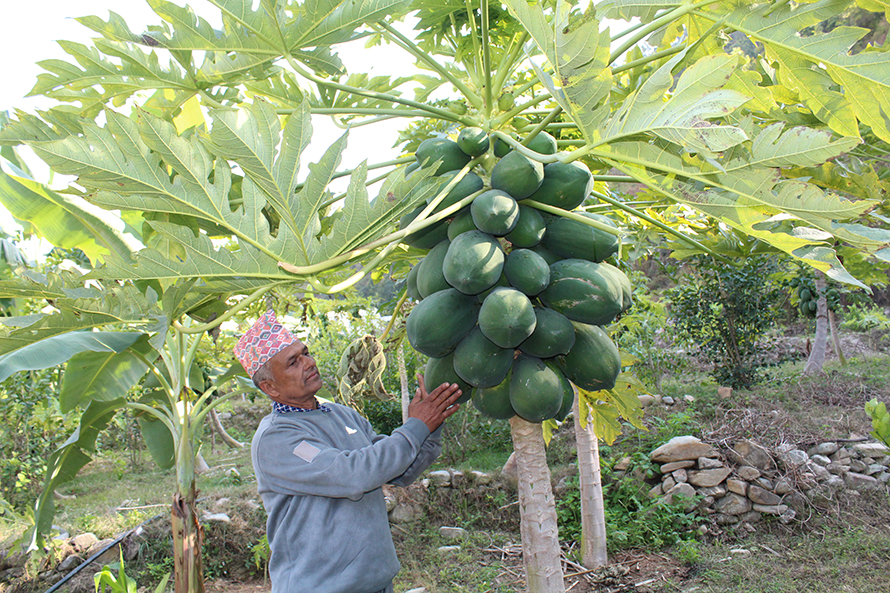 मेवा खेतीबाट मासिक डेढ लाख कमाएपछि हिरालाल आचार्य दङ्ग