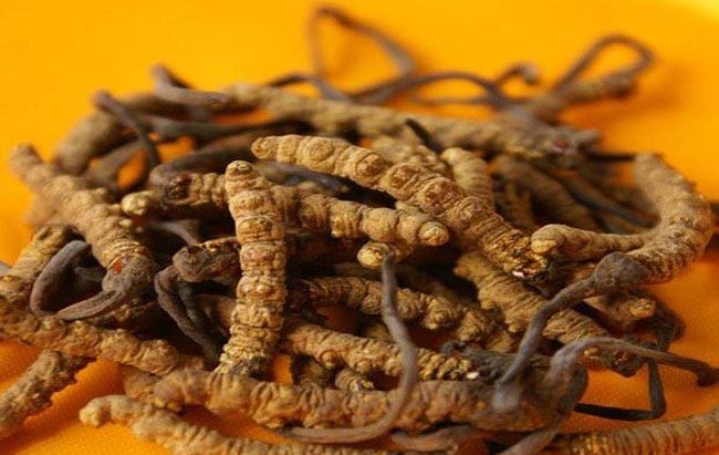 नेपालबाट ५० करोडको यार्सागुम्बा निर्यात