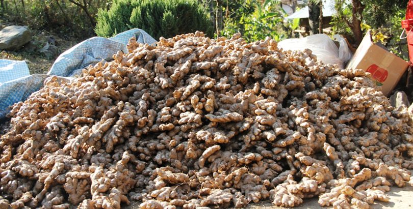 ६ करोडभन्दा बढीको अदुवा फलाउने गाउँपालिका