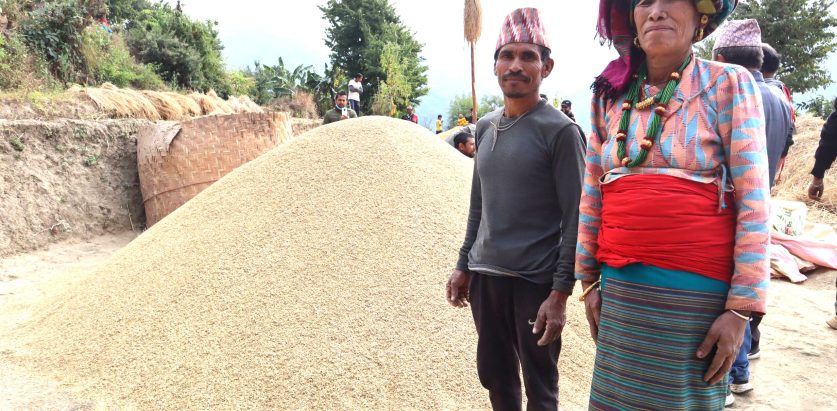 अत्यधिक धान फलाउने दम्पतीलाई गाउँपालिकाले दियो ५० हजार पुरस्कार