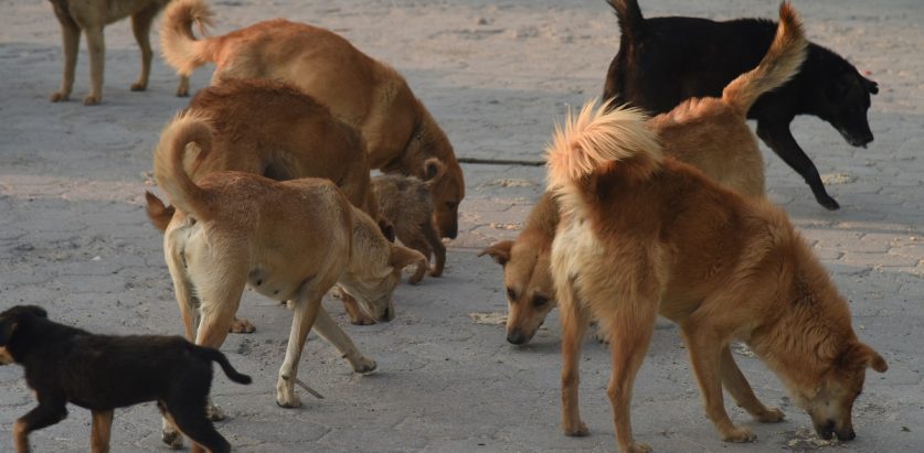 झापाको बिर्तामोडमा २६२ कुकुरको बन्ध्याकरण