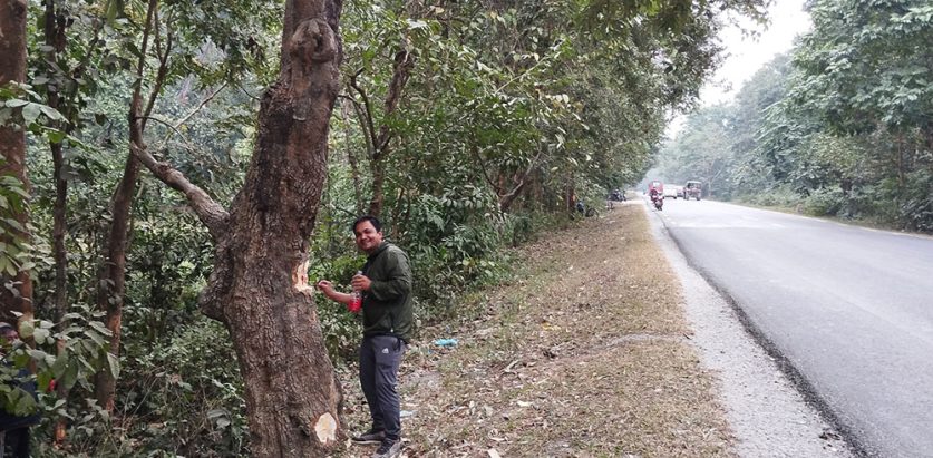 काँकडभिट्टा–लौकही सडक स्तरोन्नतिमा ११ हजार पाँच सय १३ रुख काटिने