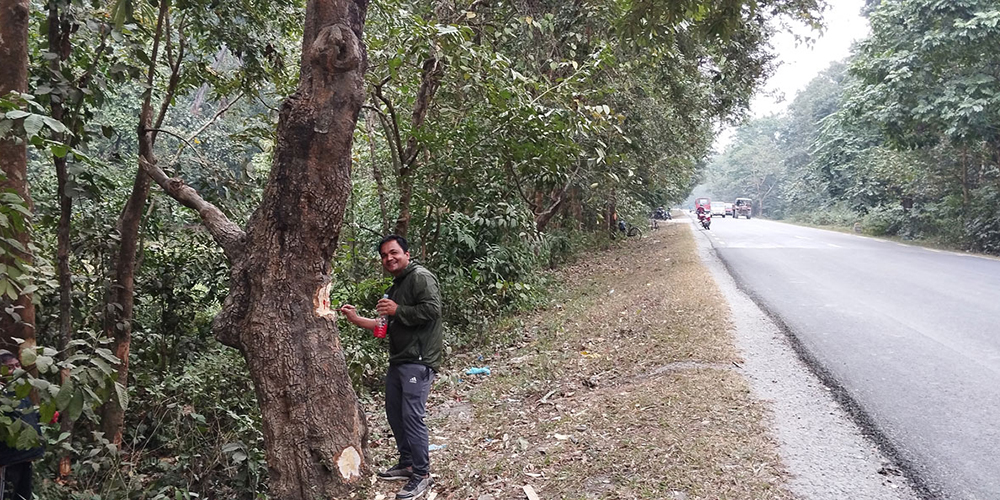 काँकडभिट्टा–लौकही सडक स्तरोन्नतिमा ११ हजार पाँच सय १३ रुख काटिने