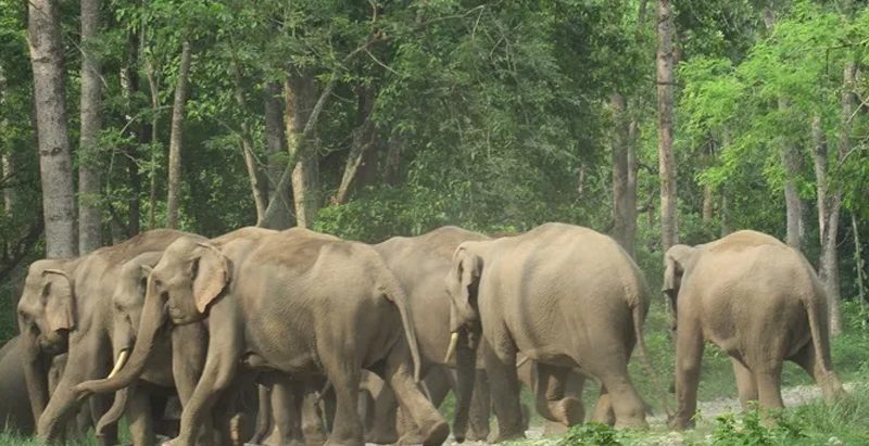 भारतबाट पसेका हात्ती नफर्किंदा पूर्वका तीन जिल्लामा त्रास