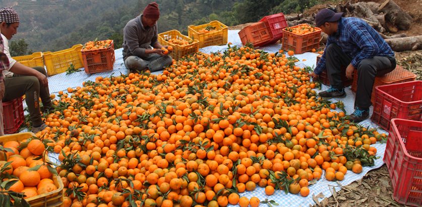 सुन्तला उत्पादनमा गुल्मी बासिन्दा निरास