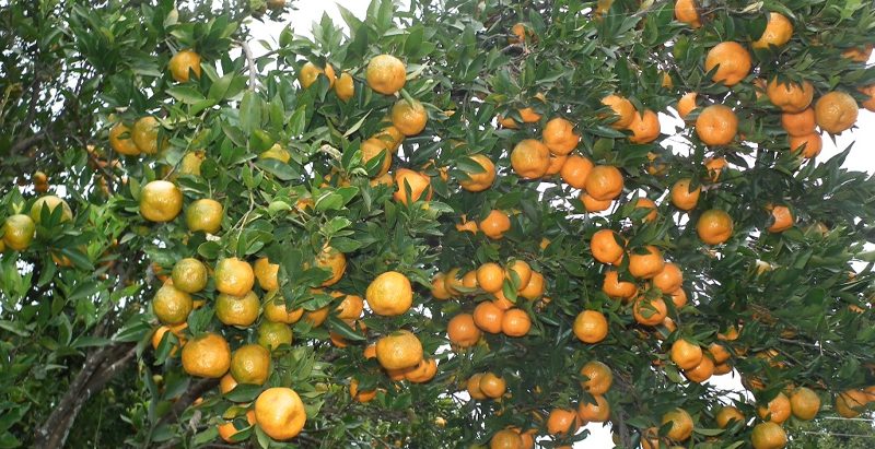 सुन्तला कसरी टिप्ने भन्ने चिन्तामा म्याग्दीबासि