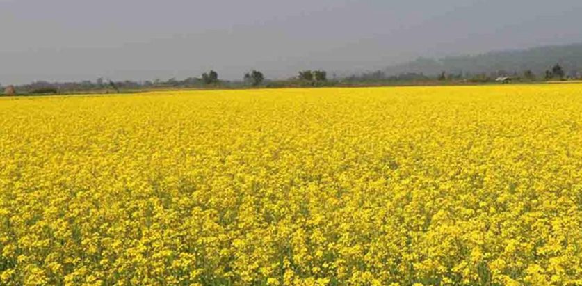 झापाको एउटै पालिकामा २५ सय बिघामा तोरी खेती