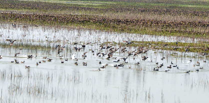 भक्तपुरको मनोहरा क्षेत्रमा चरा गणना