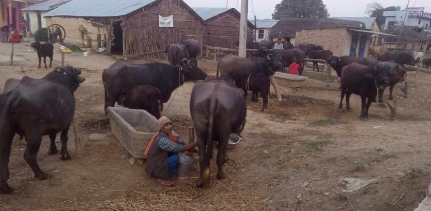 भैँसीपालनबाट मनग्य आम्दानी