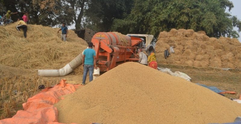कोशीमा अहिलेसम्मकै धेरै फल्यो धान