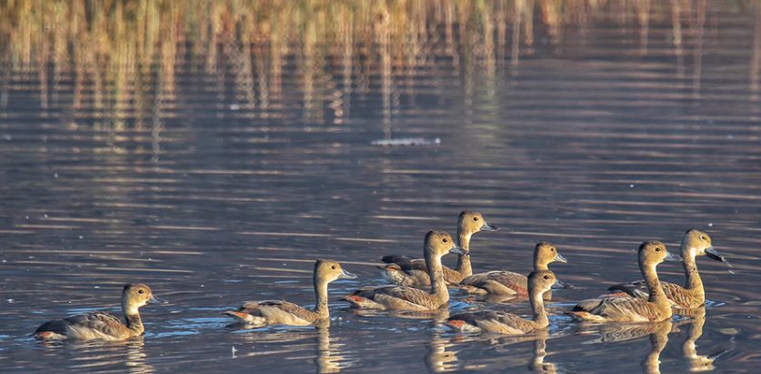 पोखरामा पुस २५ र २६ गते जलपक्षी गणना