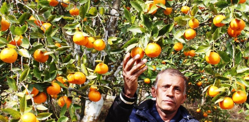 एकै बगानबाट दश लाख रुपैयाँकाे सुन्तला बिक्री