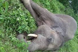 मोरङको सामुदायिक वनमा जंगली हात्ती मृत भेटियो