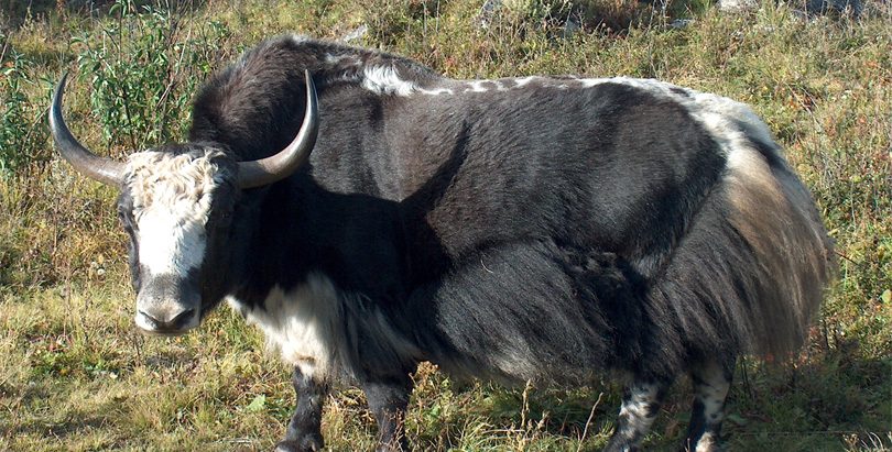 मुस्ताङका किसानलाई याक वितरण