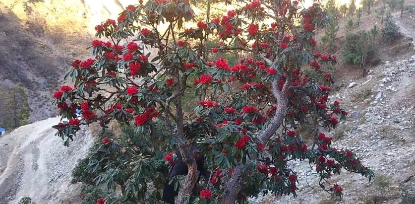 माघमै ढकमक्क फुल्यो लालिगुराँस