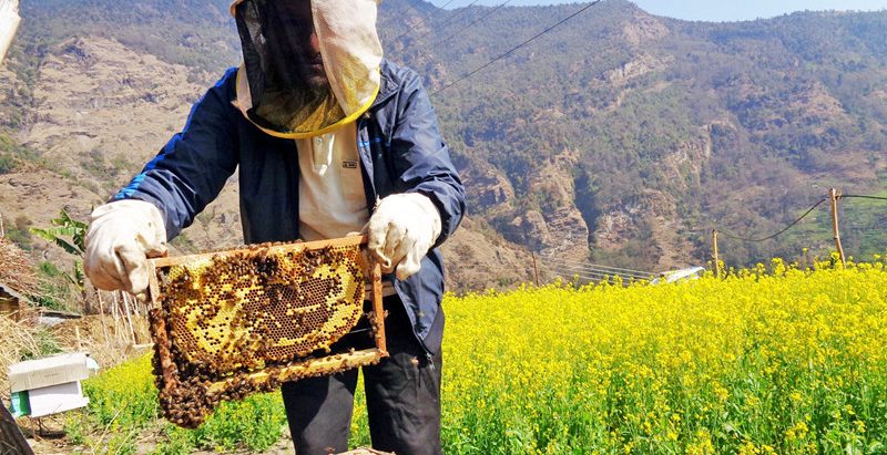 बसाइँसराइले उजाडिएको गाउँमा मौरीपालनमा रमाइरहेका पौडेल दम्पती