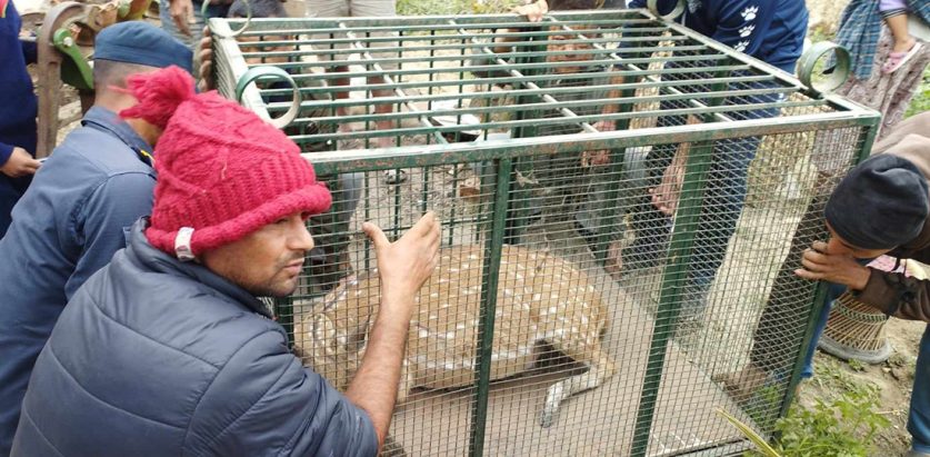 दुर्लभ पोथी चित्तलको उद्धार