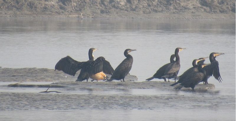 कोशीटप्पुमा चराको सङ्ख्या घट्यो, मानवीय क्रियाकलापको असर