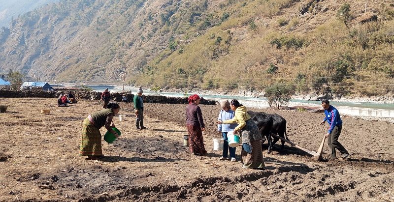 सामूहिक आलु खेतीबाट मनाङको तालगाउँका महिला आत्मनिर्भर बन्दै