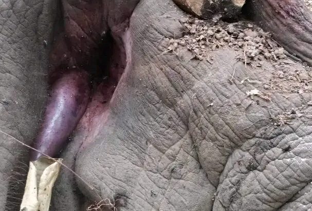 झापामा दारा काटिएको अवस्थामा एउटा हात्ती मृत फेला