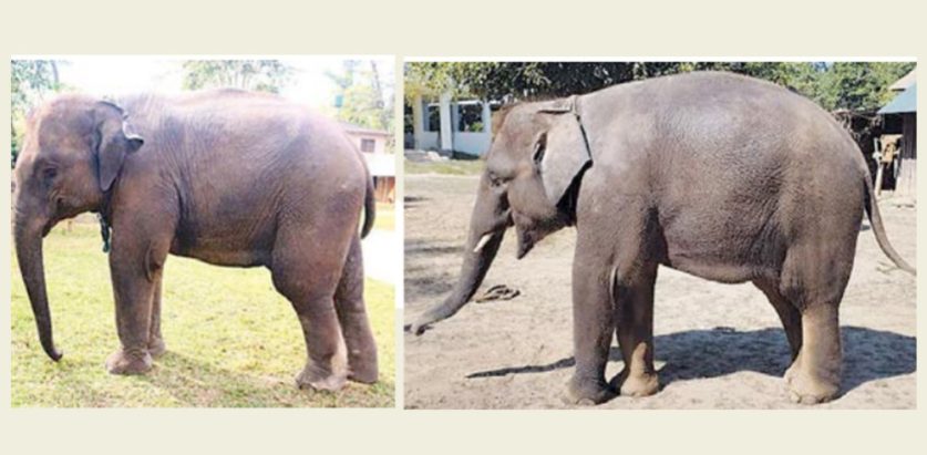 कतार पठाउने भनिएको हात्ती चितवन निकुञ्जमै, ट्रकमा राखिएको भिडियो झुटो