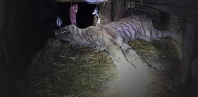 भैँसी खान गोठभित्र पुगेको बाघलाई उल्टै भैँसीले मारिदिए