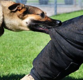 रेविज लागेको कुकुरले टोक्दा १२ जना घाइते, कुकुर खोज्दै प्रहरी